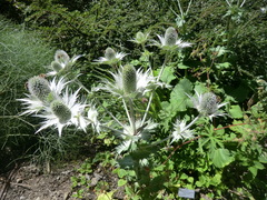 Eryngium alpinum