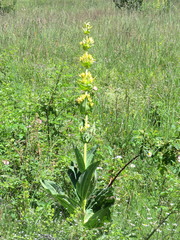 Gentiana lutea lutea