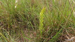 Satyrium parviflorum