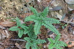 Adiantum flabellulatum