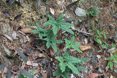 Adiantum flabellulatum