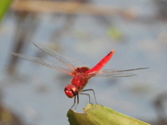 Urothemis signata