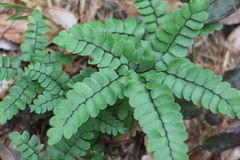 Adiantum flabellulatum