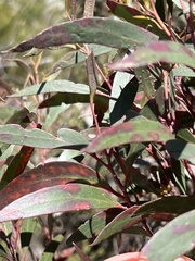 Eucalyptus ligustrina