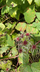 Clematis vitalba
