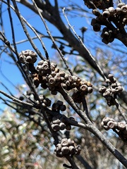 Eucalyptus ligustrina