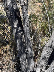 Eucalyptus ligustrina