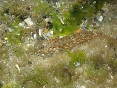 Bathygobius cocosensis