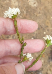 Pimelea glauca