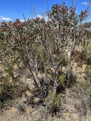 Eucalyptus ligustrina