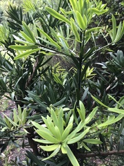 Podocarpus latifolius