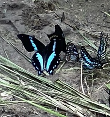 Papilio nireus