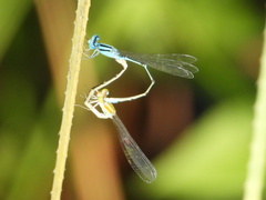 Pseudagrion microcephalum