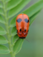 Coptocephala pallens