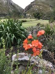 Pillansia templemannii