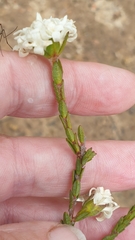Pimelea glauca
