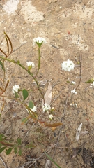 Pimelea glauca