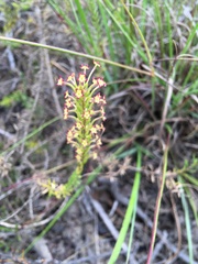 Microdon dubius