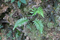 Gymnosphaera podophylla