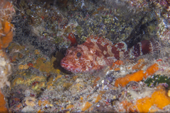 Scorpaena canariensis