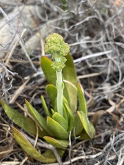 Crassula tomentosa
