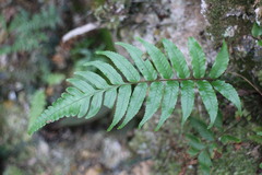 Gymnosphaera podophylla