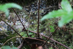 Gymnosphaera podophylla
