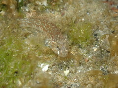 Bathygobius cocosensis