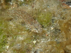 Bathygobius cocosensis