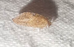Drepanacra binocula