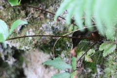 Gymnosphaera podophylla
