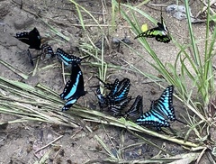 Papilio nireus