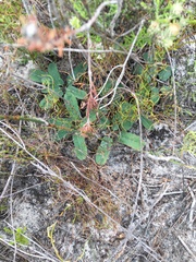 Euphorbia tuberosa
