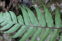 Gymnosphaera podophylla