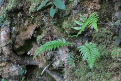 Gymnosphaera podophylla