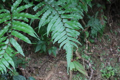 Gymnosphaera podophylla