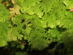 Trichocolea tomentella