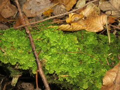 Trichocolea tomentella