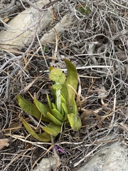 Crassula tomentosa