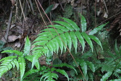 Gymnosphaera podophylla