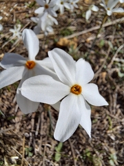 Narcissus deficiens