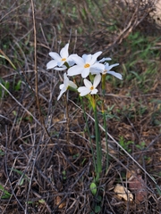 Narcissus deficiens