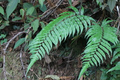 Gymnosphaera podophylla