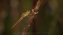 Neurothemis intermedia