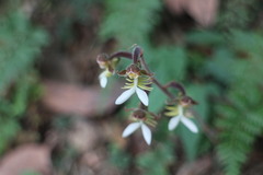 Anoectochilus formosanus