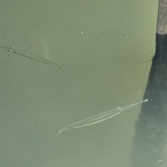 Zenarchopterus buffonis