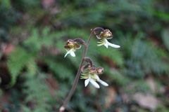 Anoectochilus formosanus