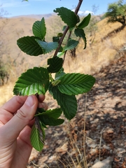 Alnus acuminata