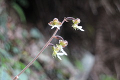 Anoectochilus formosanus