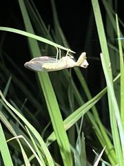 Mantispidae